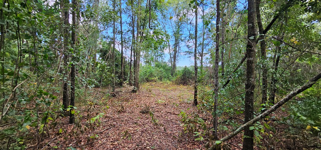 10.69-acres Summer Road Slocomb, AL 36375 - Photo 12 of 51