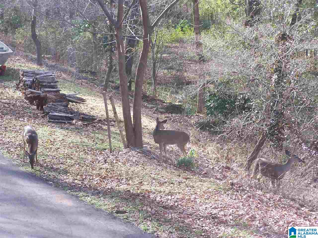 8751 Clayton Cove Road Springville, AL 35146 - Photo 11 of 44