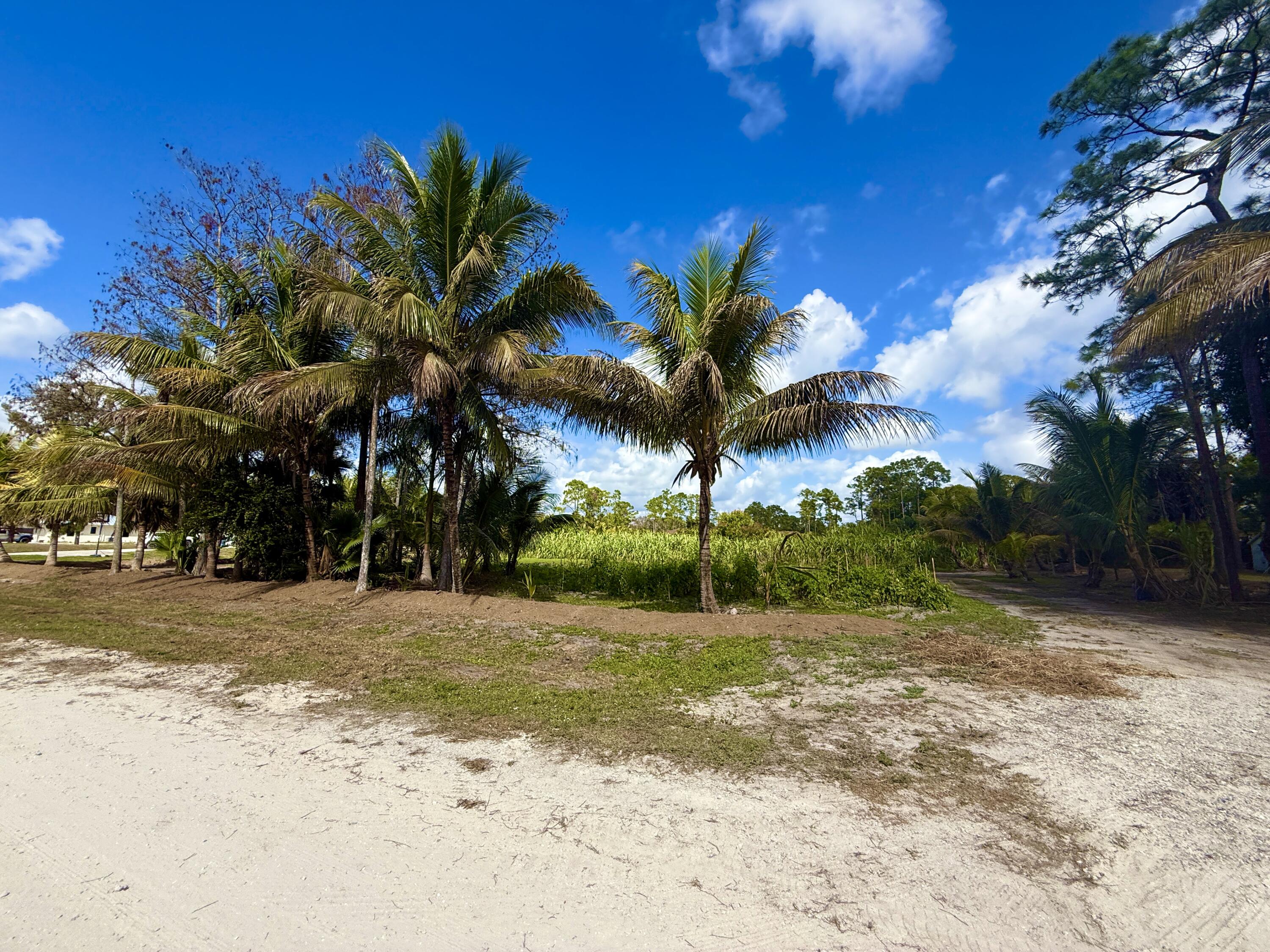 17853 60th Loxahatchee, FL 33470 - Photo 17 of 37 a view of a yard with palm trees