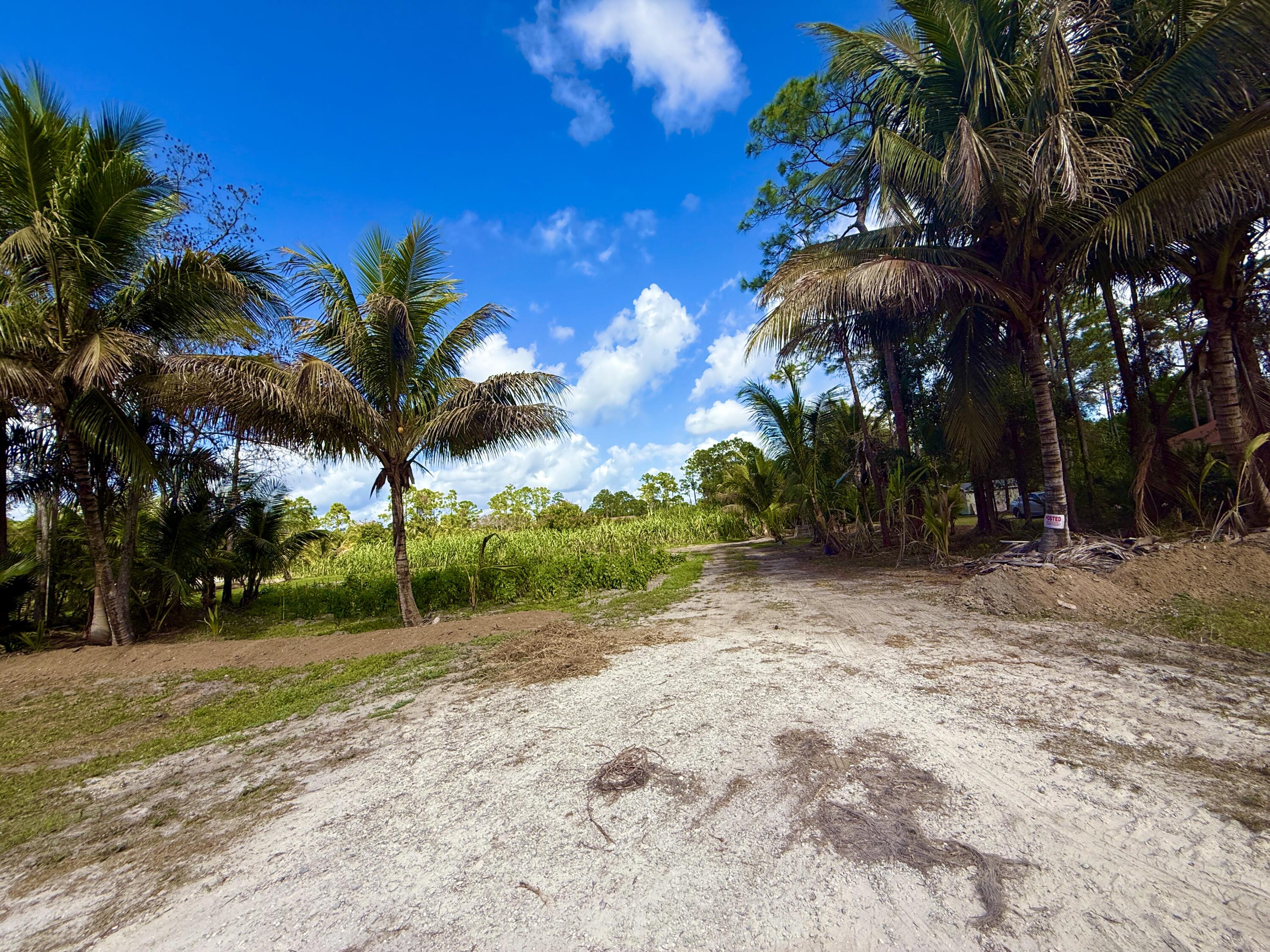 17853 60th Loxahatchee, FL 33470 - Photo 18 of 37 a view of a yard with palm trees