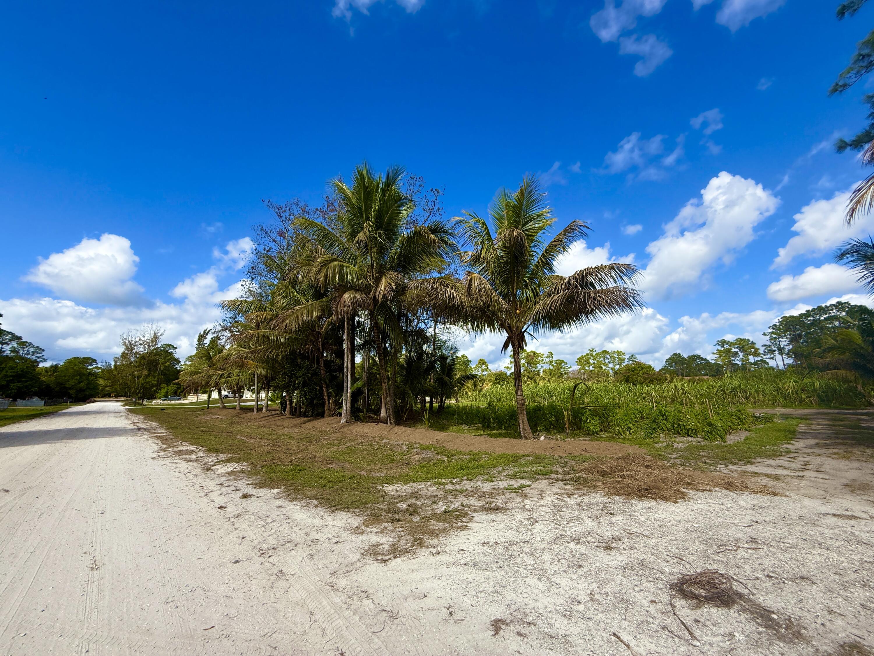 17853 60th Loxahatchee, FL 33470 - Photo 19 of 37 a view of a yard with palm tree