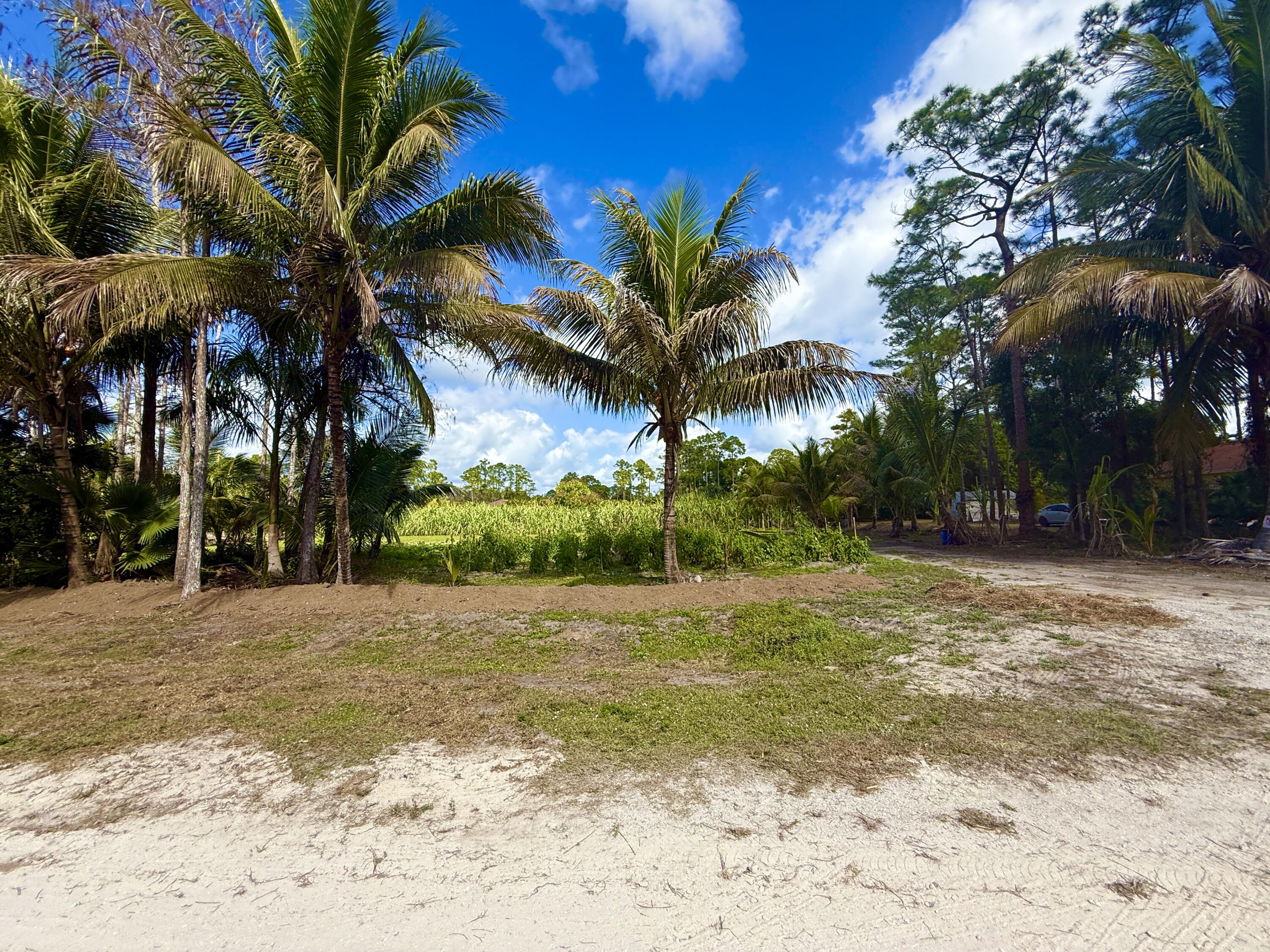 17853 60th Loxahatchee, FL 33470 - Photo 20 of 37 a view of a yard with a tree