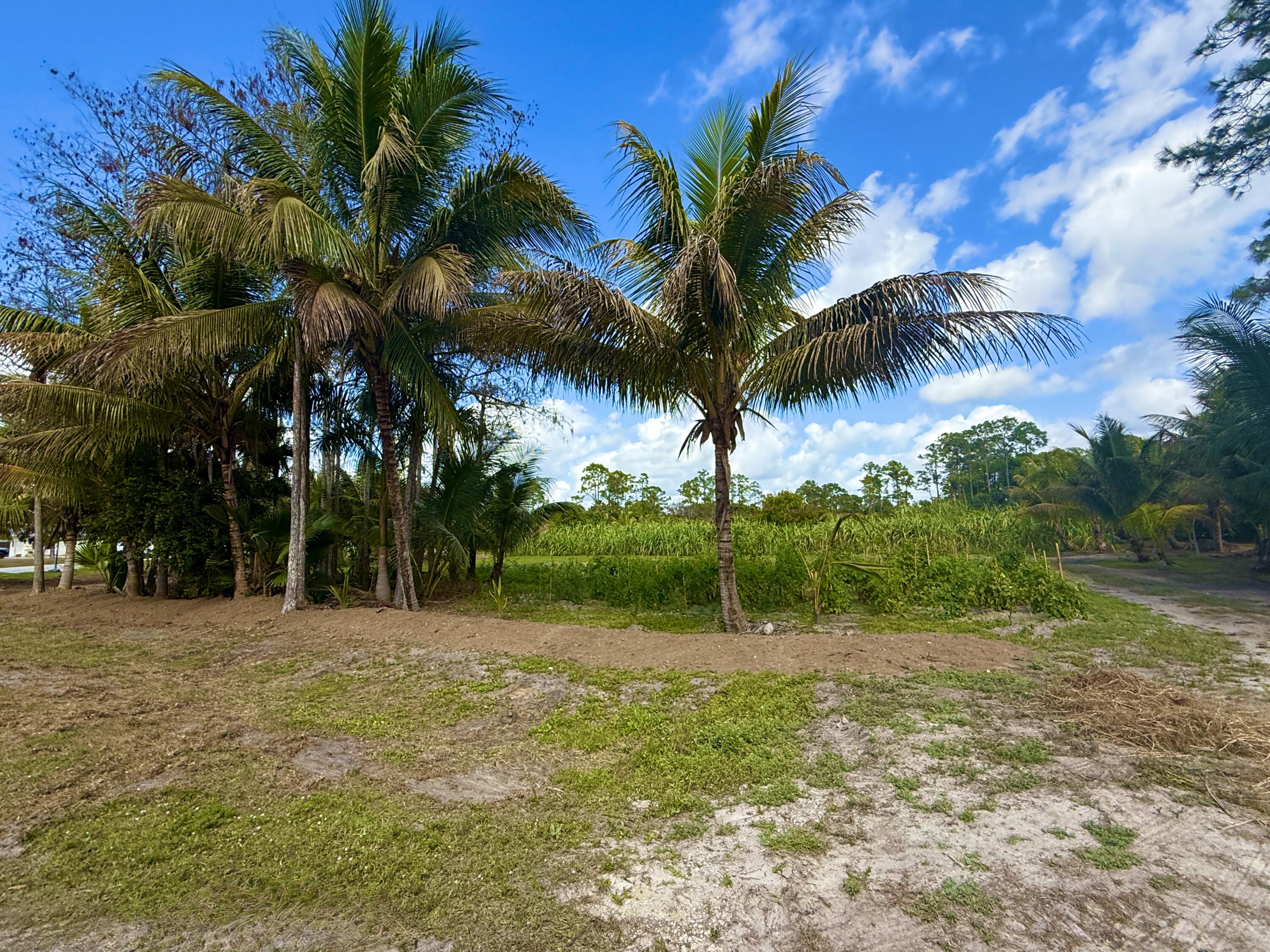 17853 60th Loxahatchee, FL 33470 - Photo 6 of 37 a backyard of a house with palm trees