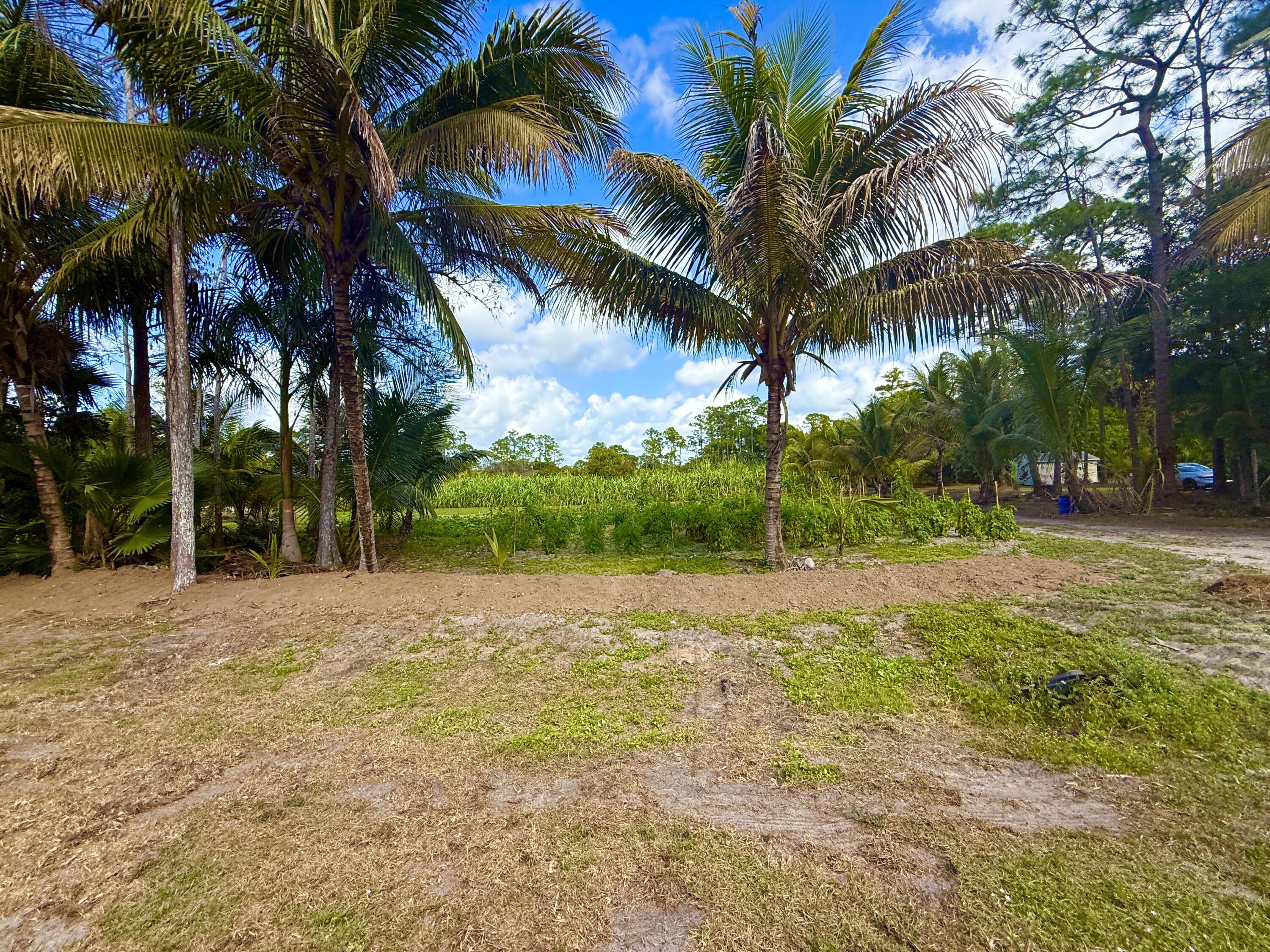 17853 60th Loxahatchee, FL 33470 - Photo 9 of 37 a view of backyard with palm trees