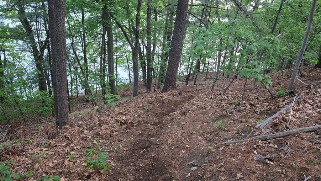 32 Birch Road Natick, MA 01760 - Photo 33 of 38 a view of a forest that has large trees