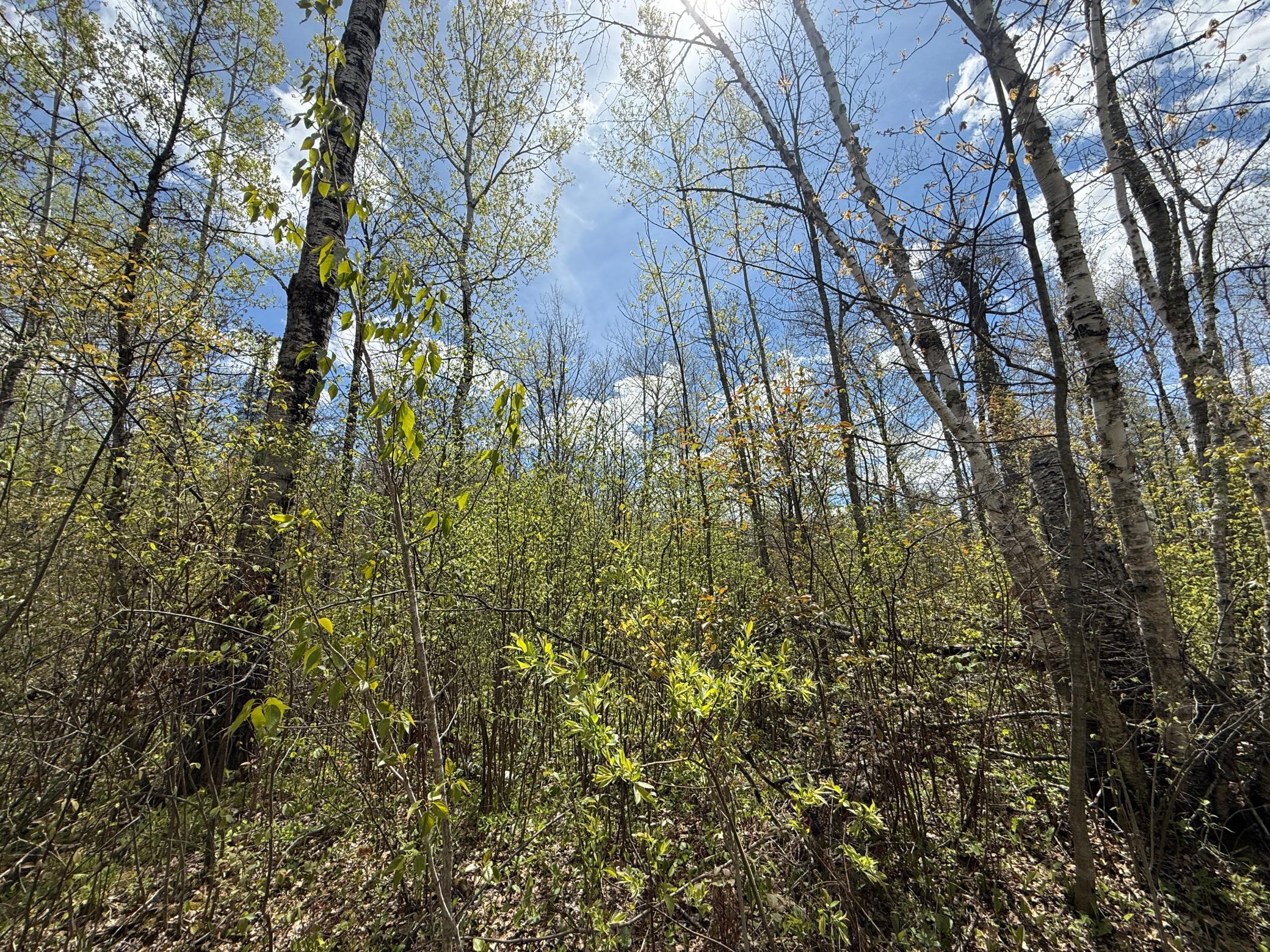 3854 Rasmussen Road Wright, MN 55798 - Photo 11 of 98