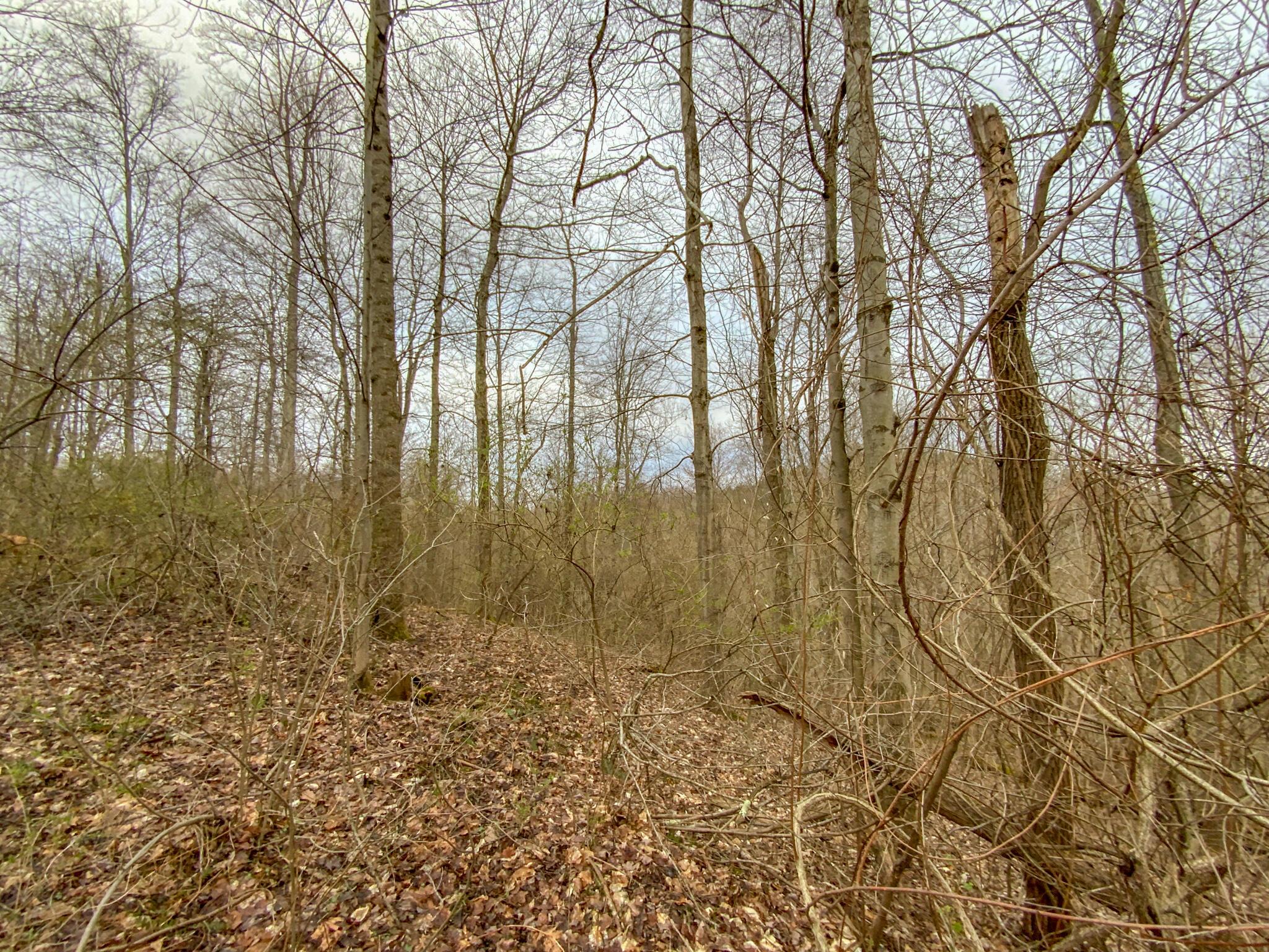 Lot 2 Fogle Road Caldwell, OH 43724 - Photo 12 of 23 IMG_5297