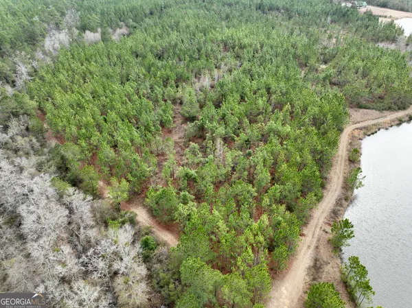 a view of a lush green forest with lush green forest