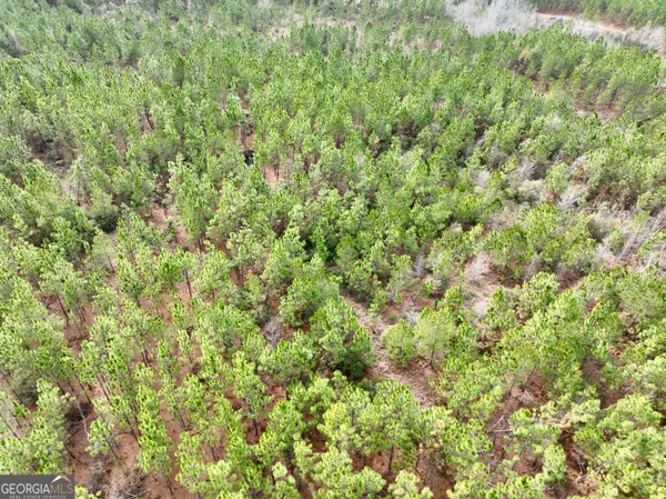 a close up of a lush green forest