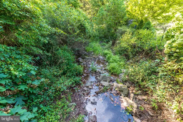 a view of a forest with plants and a plant