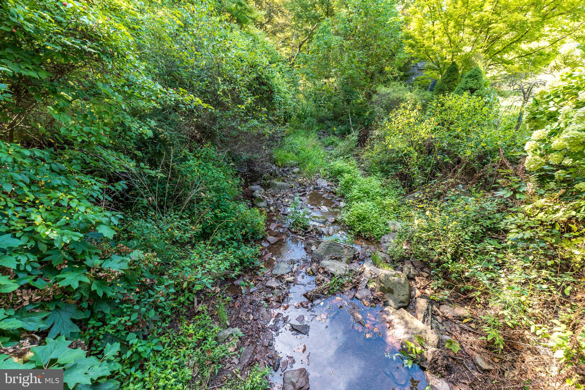 9022 Easton Road Ottsville, PA 18942 - Photo 35 of 45 a view of a forest with plants and a plant