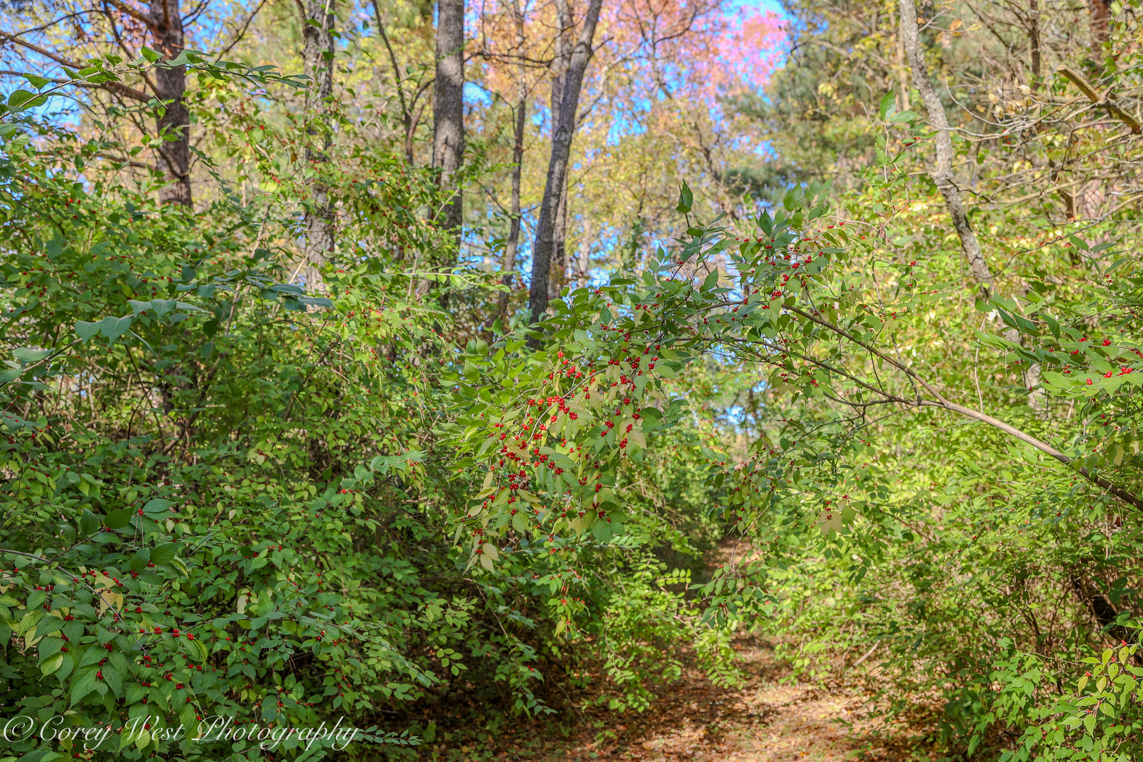 11N315 McGough Road Hampshire, IL 60140 - Photo 48 of 49 a view of a plants yard