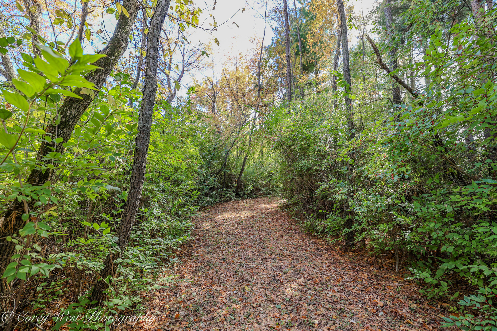 11N315 McGough Road Hampshire, IL 60140 - Photo 49 of 49 a view of a yard with lots of trees