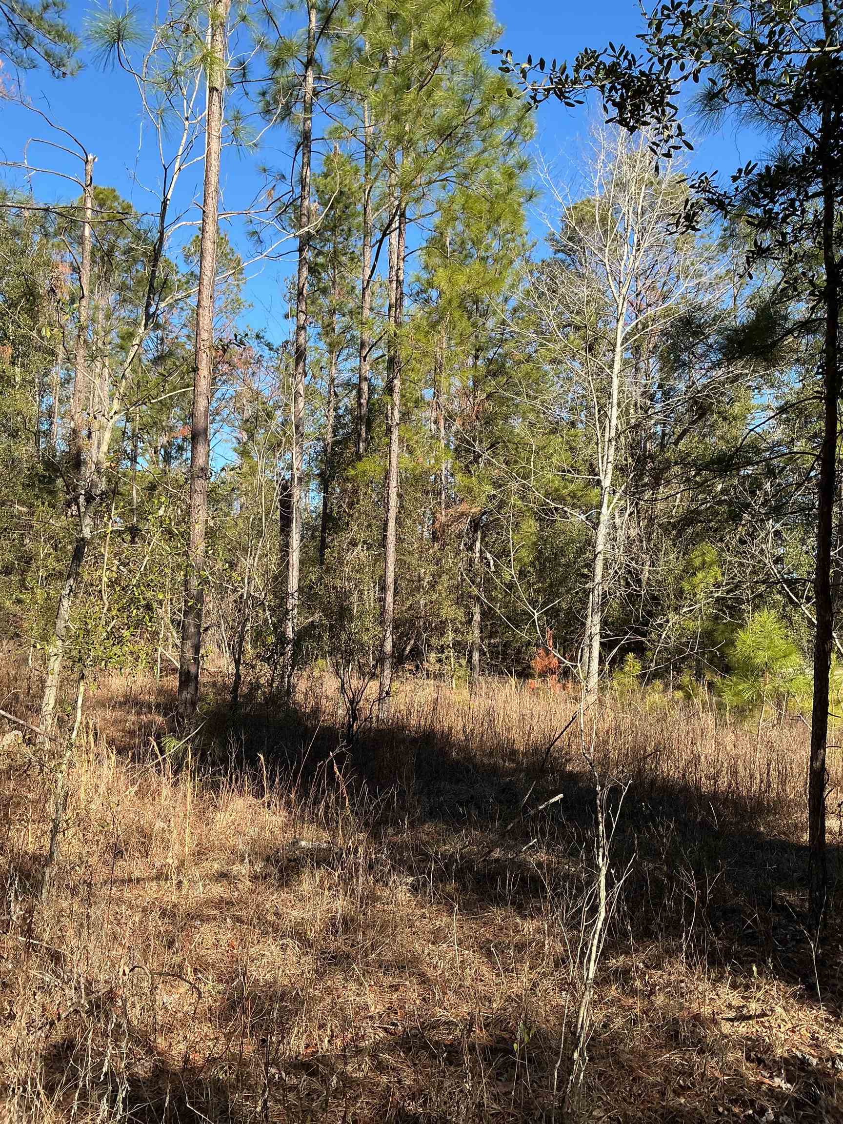 Tbd Northeast Blue Ridge Landing Avenue Lee, FL 32059 - Photo 13 of 17