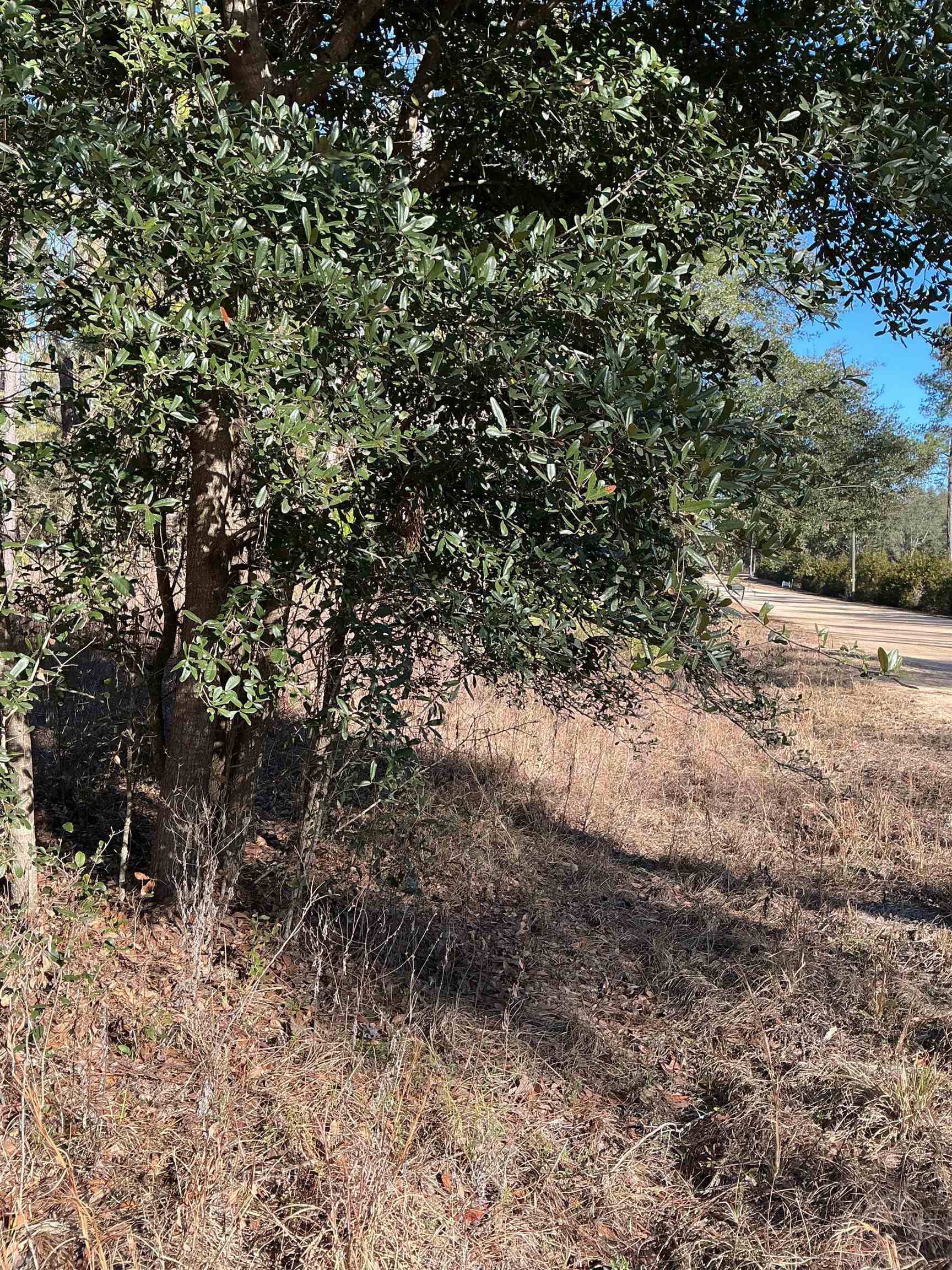 Tbd Northeast Blue Ridge Landing Avenue Lee, FL 32059 - Photo 8 of 17