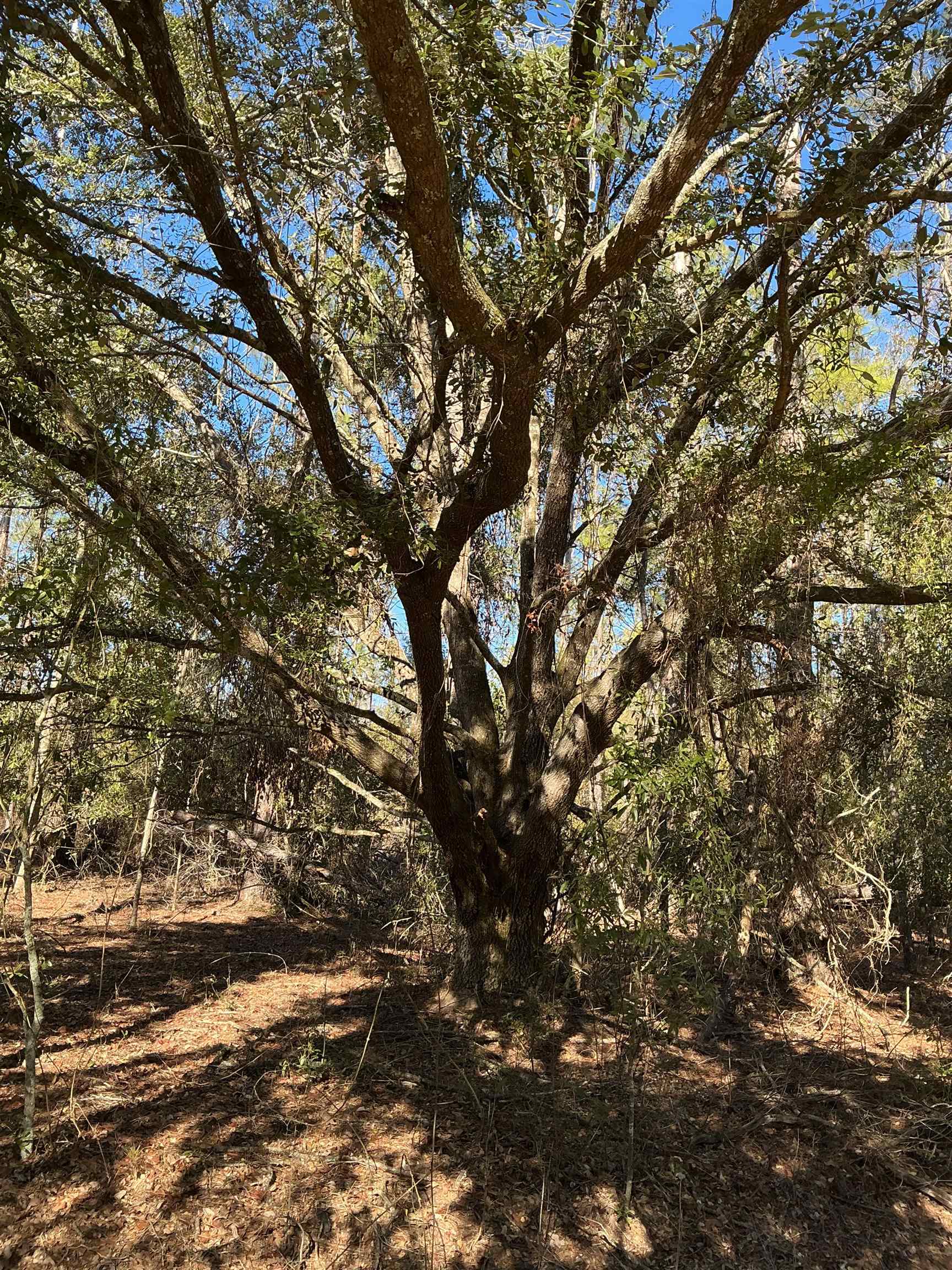 Tbd Northeast Blue Ridge Landing Avenue Lee, FL 32059 - Photo 10 of 17