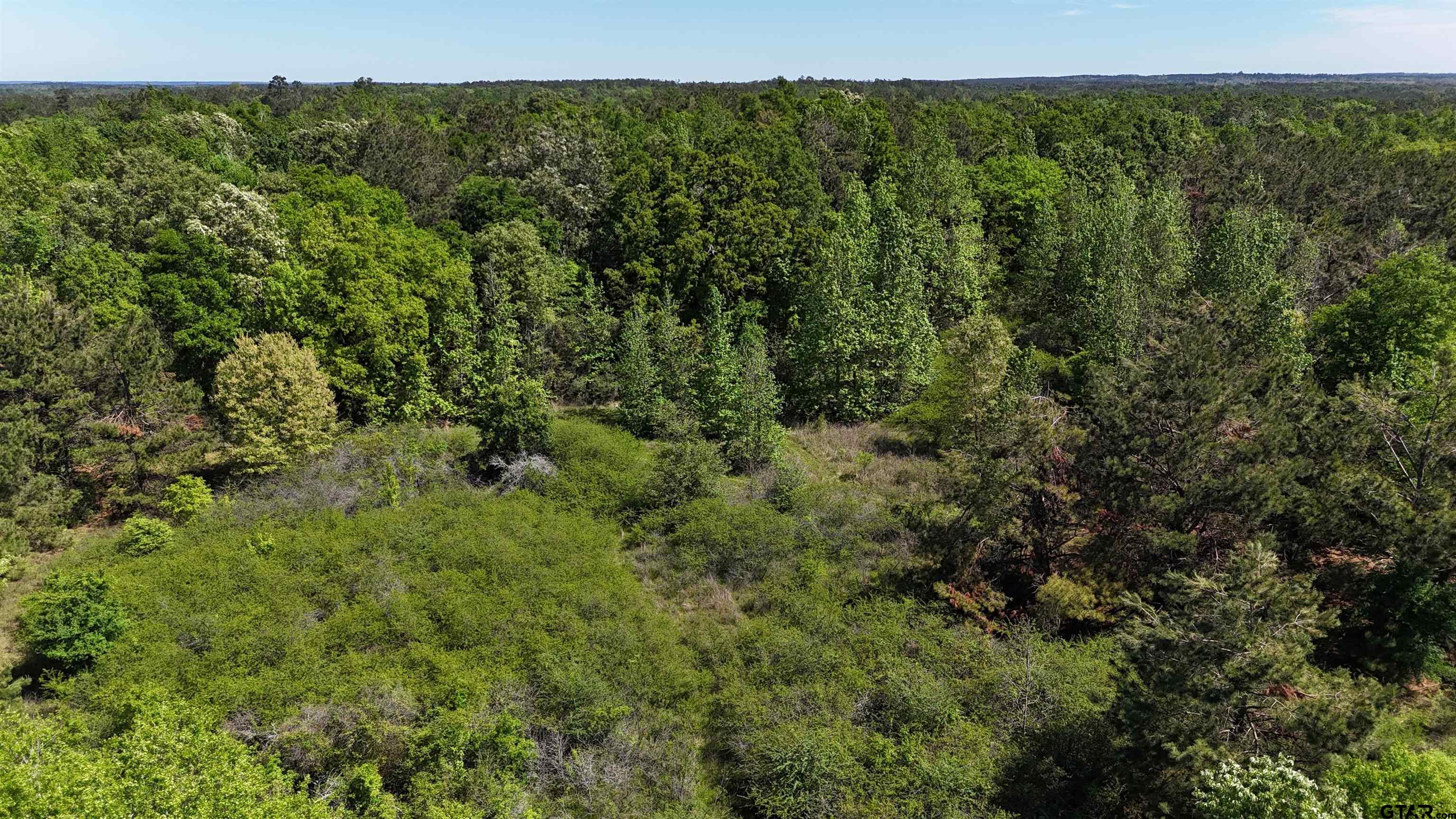 158 County Road 4891 Timpson, TX 75975 - Photo 12 of 23 a view of a forest with a street