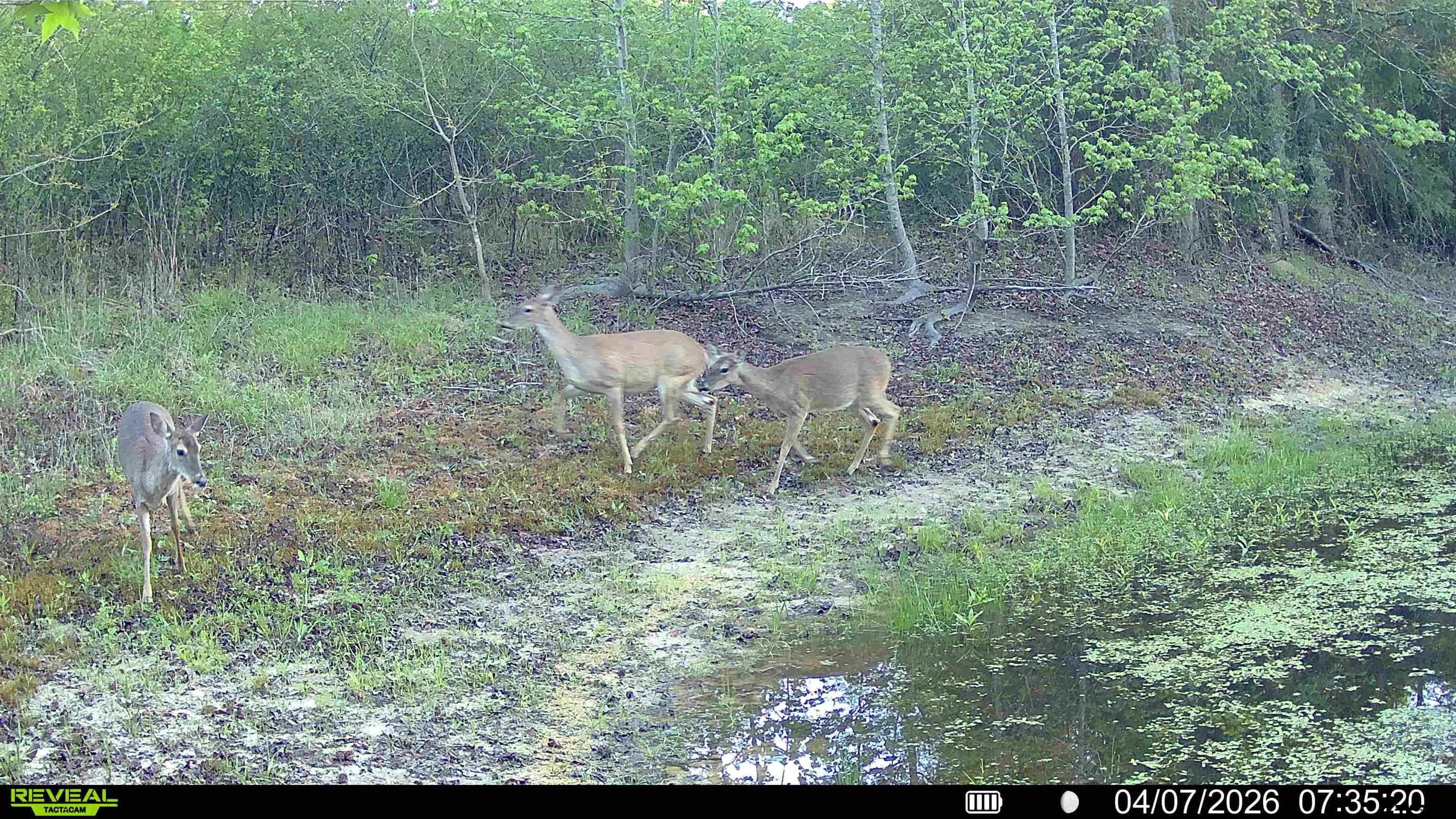 158 County Road 4891 Timpson, TX 75975 - Photo 15 of 23 a view of an outdoor space with lots of green space