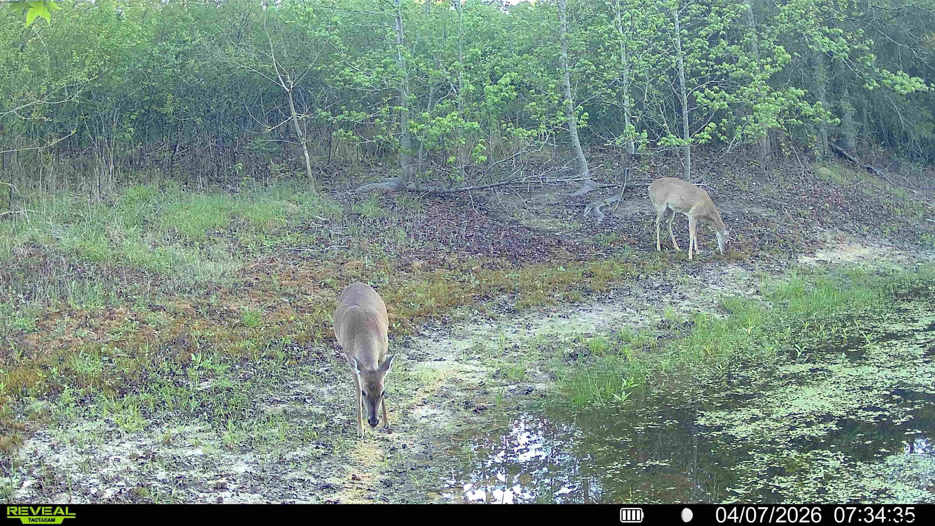 158 County Road 4891 Timpson, TX 75975 - Photo 16 of 23 a view of a forest with a sink