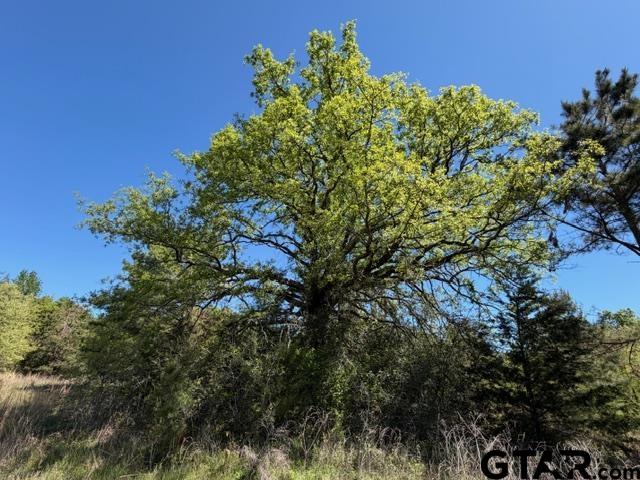 158 County Road 4891 Timpson, TX 75975 - Photo 19 of 23 a view of a plant with a building