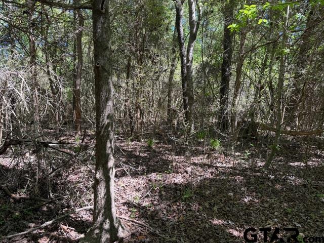 158 County Road 4891 Timpson, TX 75975 - Photo 22 of 23 a view of a forest with trees
