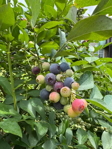 $480,000 | 5614 Jonquil Lane, Ooltewah, TN 37363