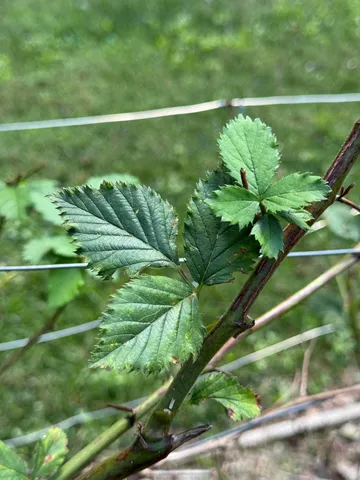 $480,000 | 5614 Jonquil Lane, Ooltewah, TN 37363