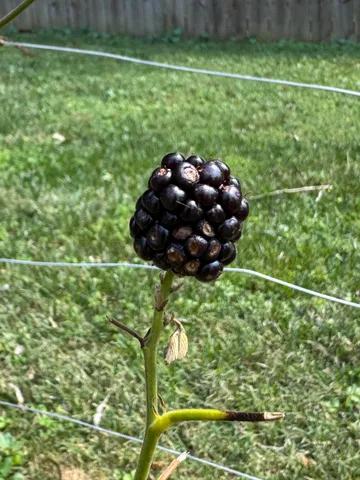 $480,000 | 5614 Jonquil Lane, Ooltewah, TN 37363