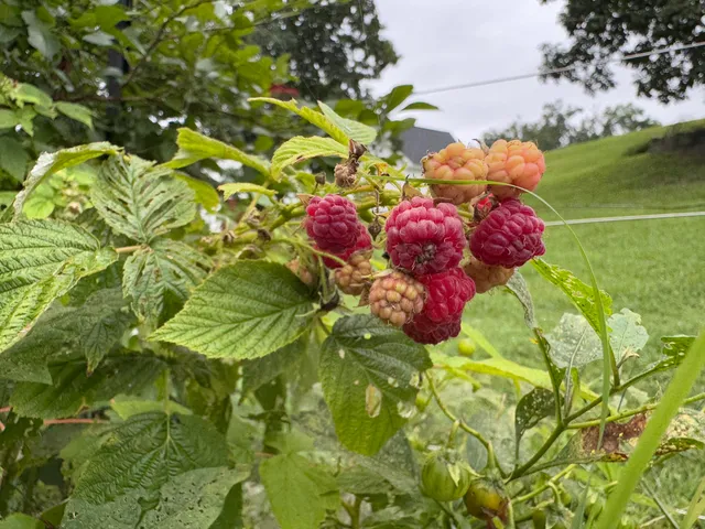 $480,000 | 5614 Jonquil Lane, Ooltewah, TN 37363