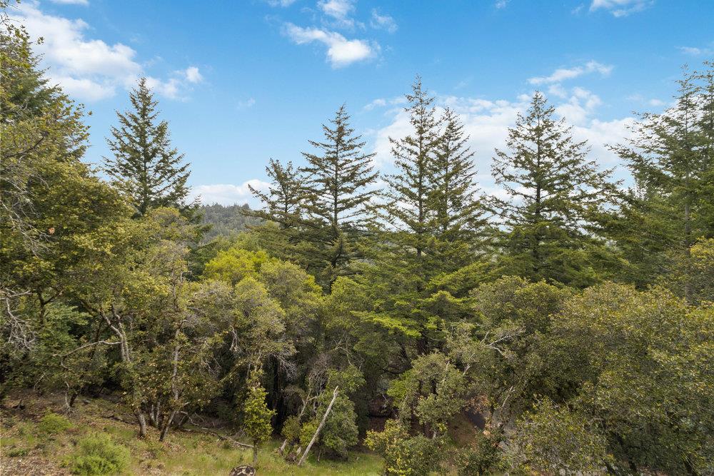 22101 Miller Ridge Road Los Gatos, CA 95033 - Photo 26 of 76 a view of a forest with a tree in the background
