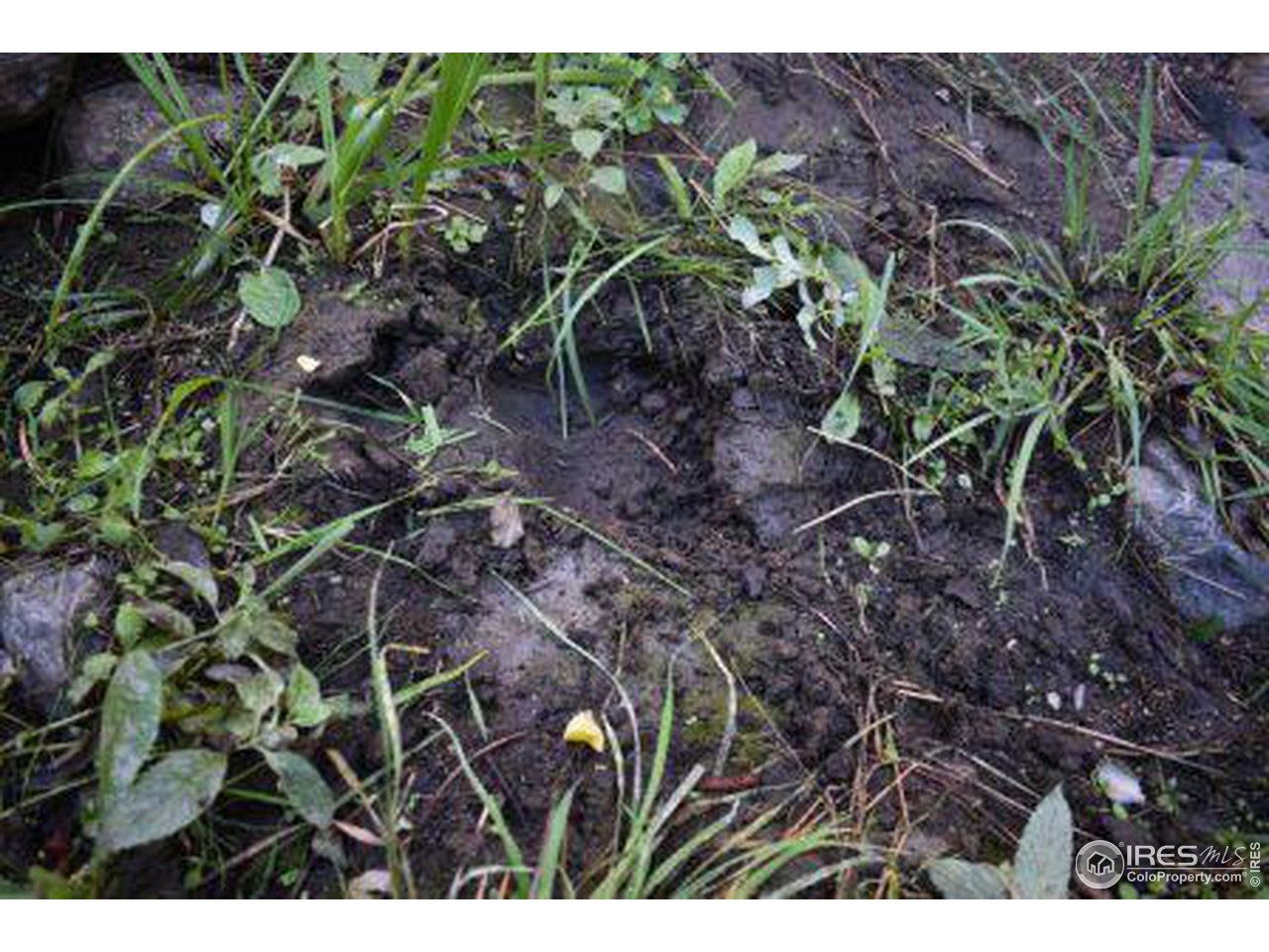 1873 Stringtown Gulch Road Loveland, CO 80538 - Photo 15 of 23 Bull Elk Track Fresh