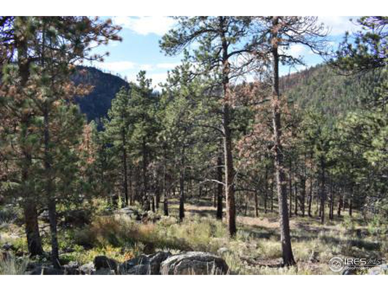 1873 Stringtown Gulch Road Loveland, CO 80538 - Photo 16 of 23 Pondarosa