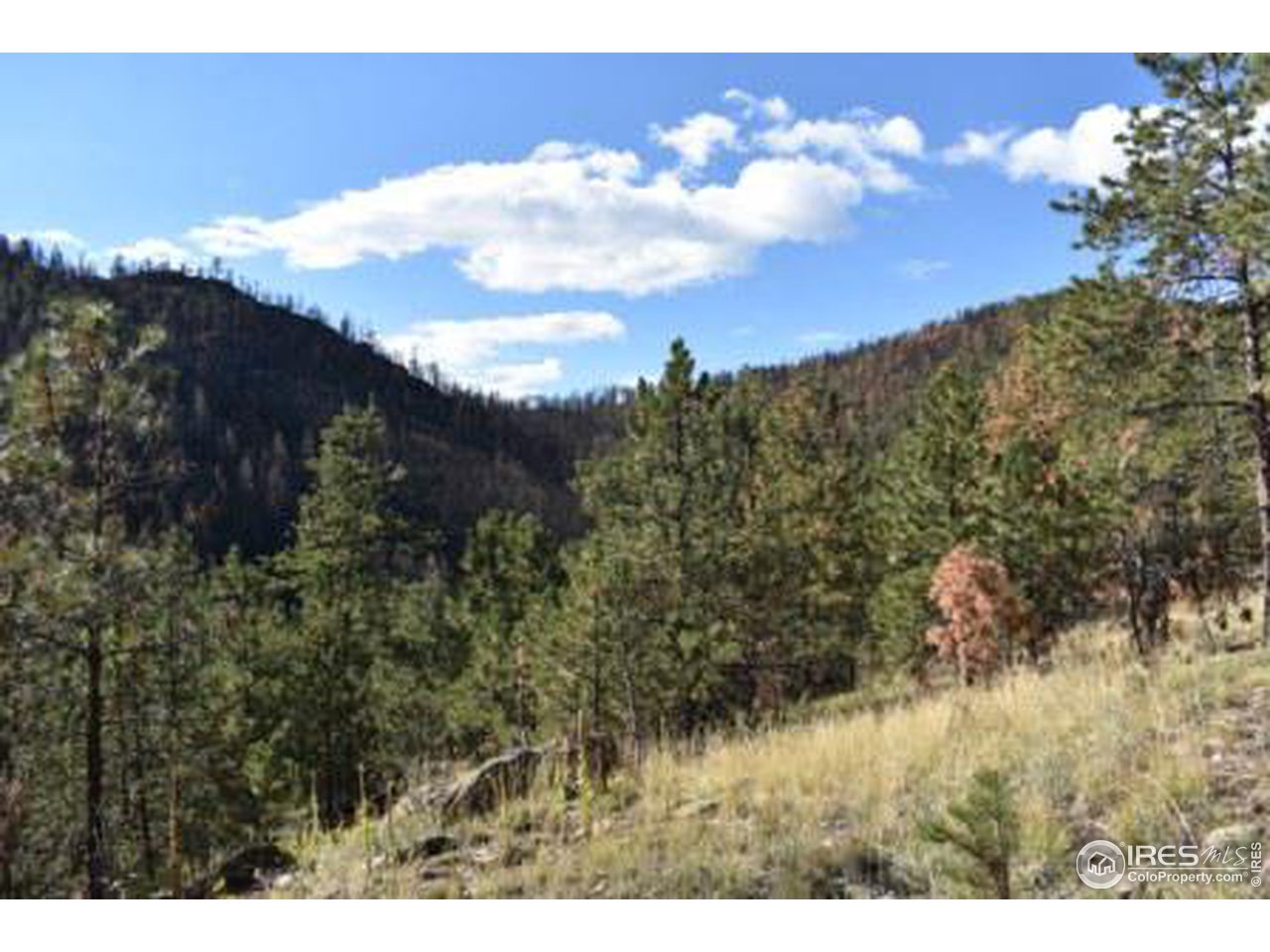 1873 Stringtown Gulch Road Loveland, CO 80538 - Photo 3 of 23 Views near cabin