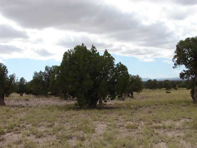 Lot 1 River Meadows Ranch Snowflake, AZ 85937 - Photo 1 of 5