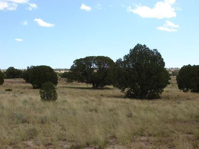 Lot 1 River Meadows Ranch Snowflake, AZ 85937 - Photo 4 of 5