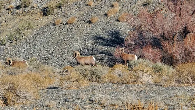 $17,000 | 221 Lisa Drive, Walker Lake, NV 89415