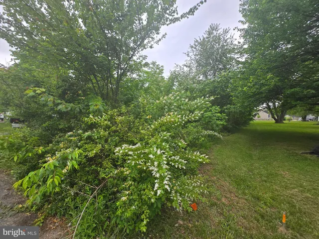 a view of a yard with a tree