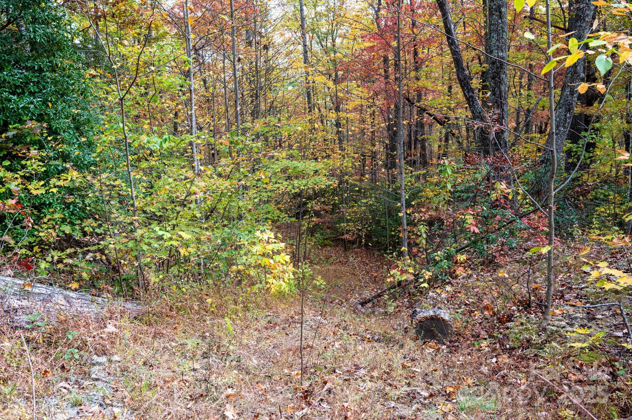 a view of a yard with plants and trees