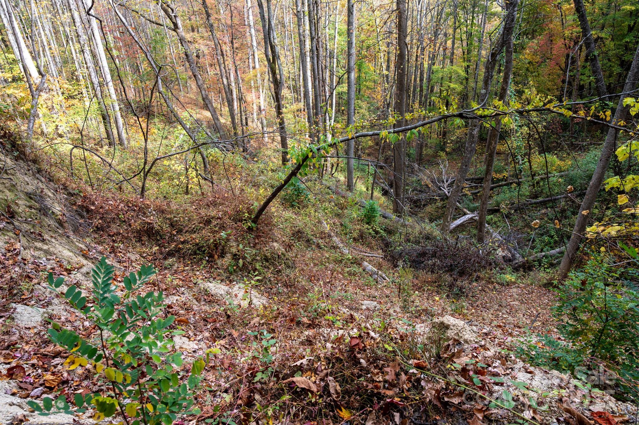 4 B Lower Flat Creek Road Hendersonville, NC 28792 - Photo 11 of 25 a view of forest
