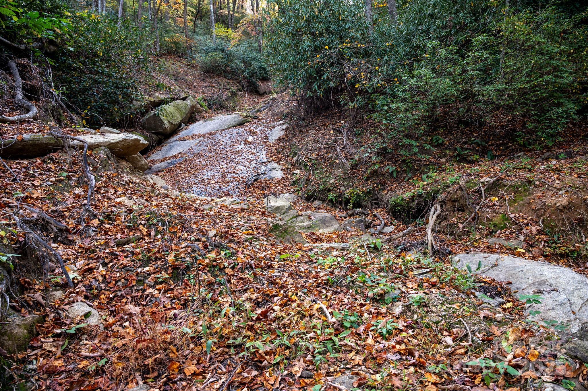 4 B Lower Flat Creek Road Hendersonville, NC 28792 - Photo 12 of 25 a view of a forest with a tree