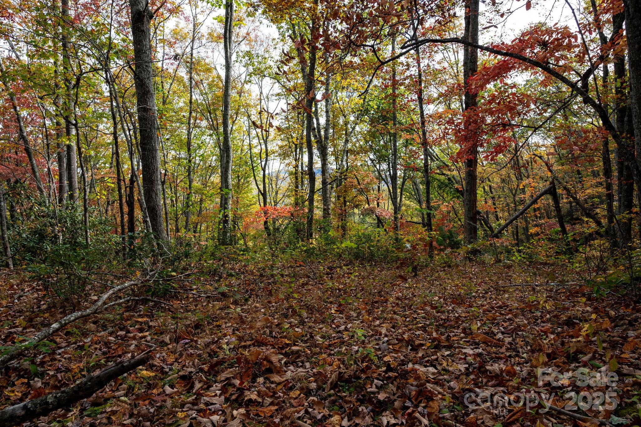 4 B Lower Flat Creek Road Hendersonville, NC 28792 - Photo 2 of 25 a view of forest