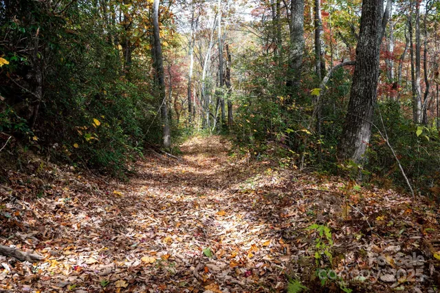 a view of a forest with trees in the background