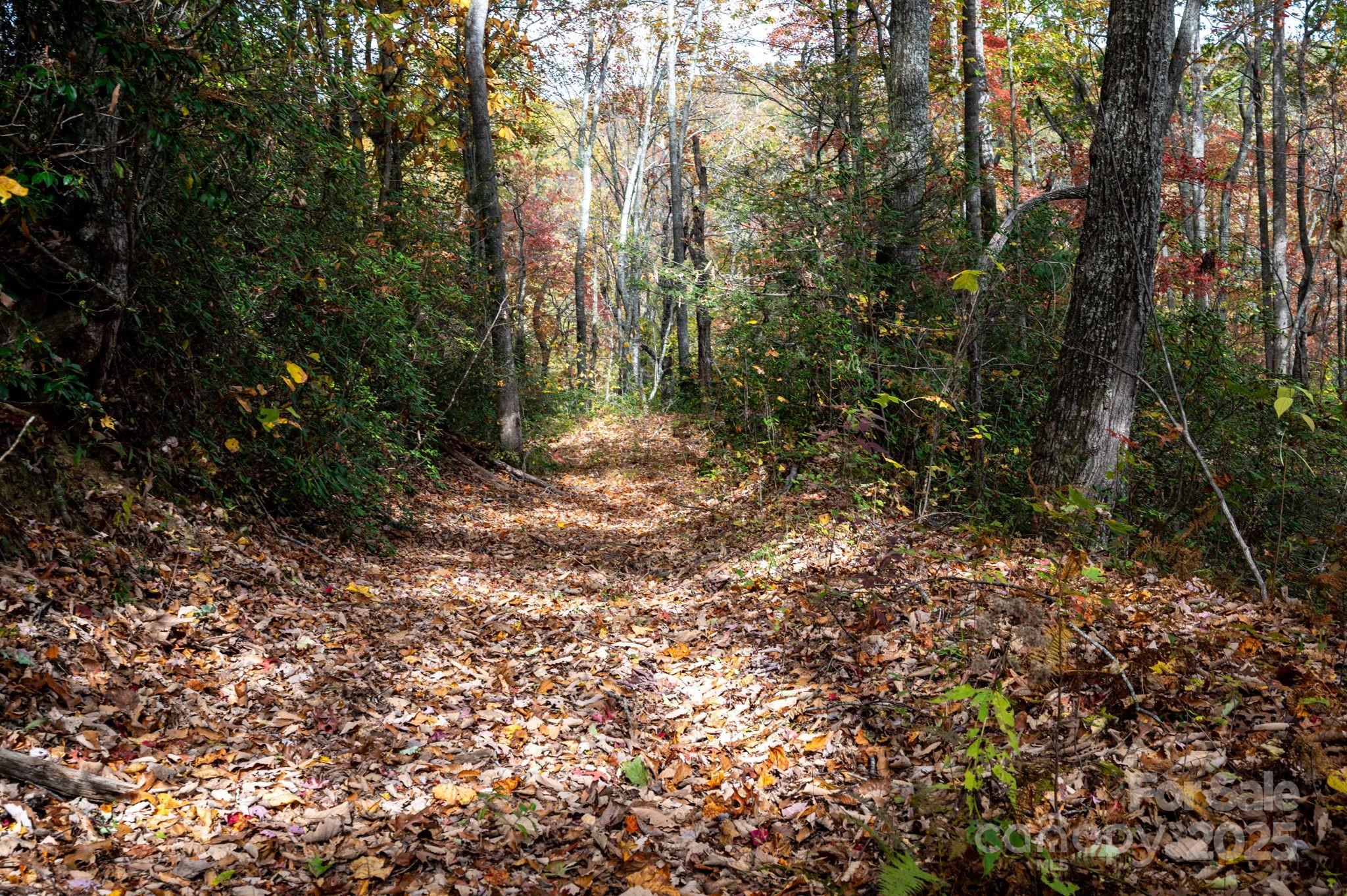 4 B Lower Flat Creek Road Hendersonville, NC 28792 - Photo 3 of 25 a view of a forest with trees in the background