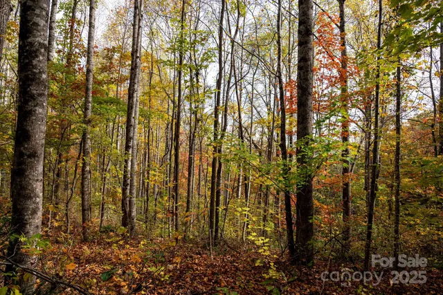 a view of a yard with plants and tree