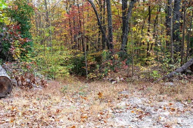 a view of a forest with trees