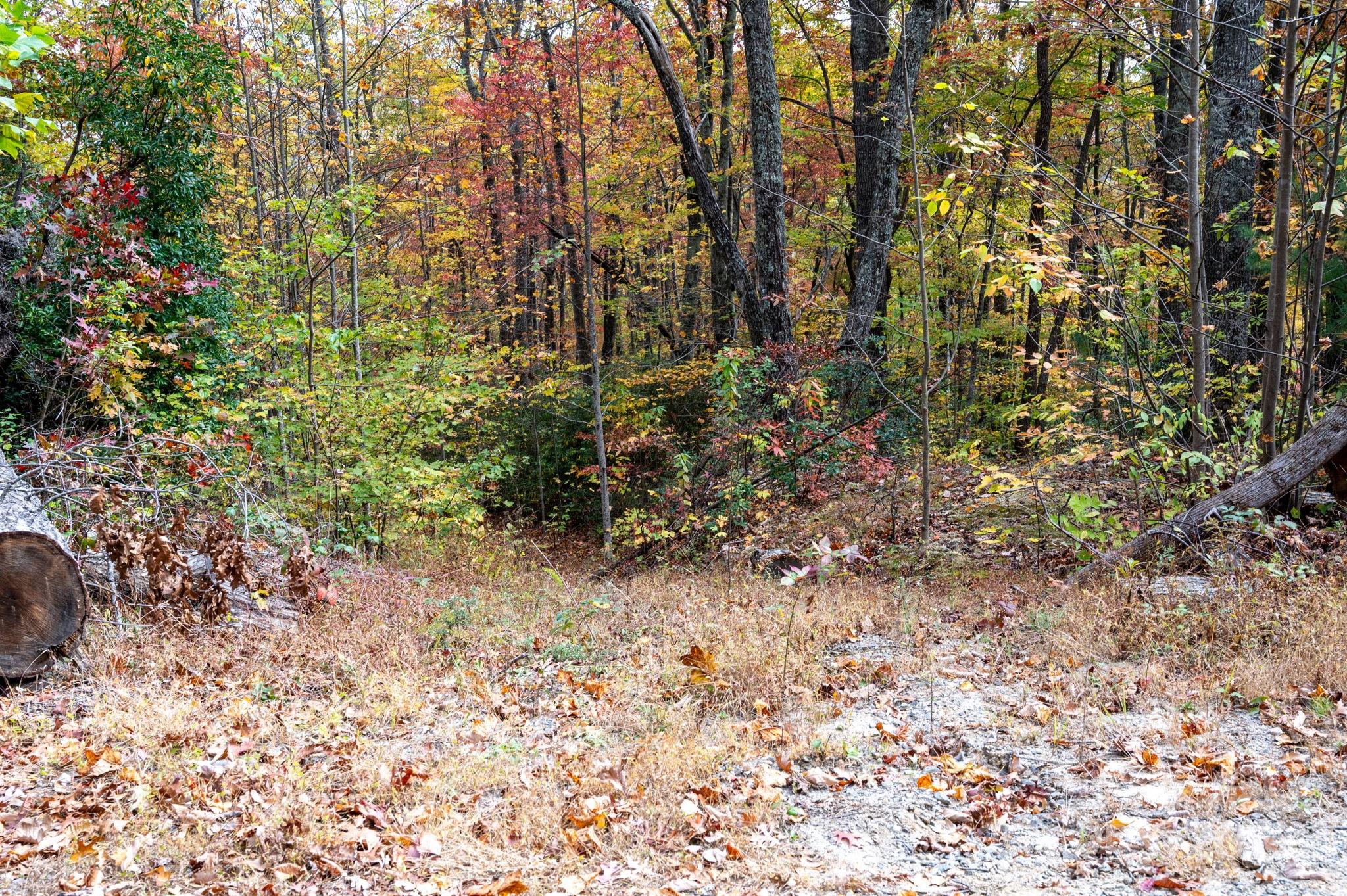 4 B Lower Flat Creek Road Hendersonville, NC 28792 - Photo 8 of 25 a view of a yard with plants and trees