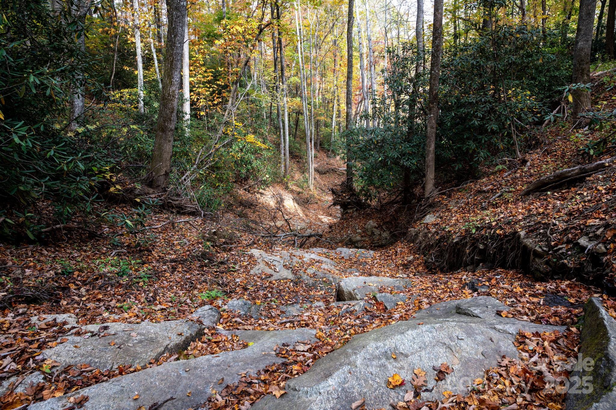 4 B Lower Flat Creek Road Hendersonville, NC 28792 - Photo 9 of 25 a view of a forest with trees