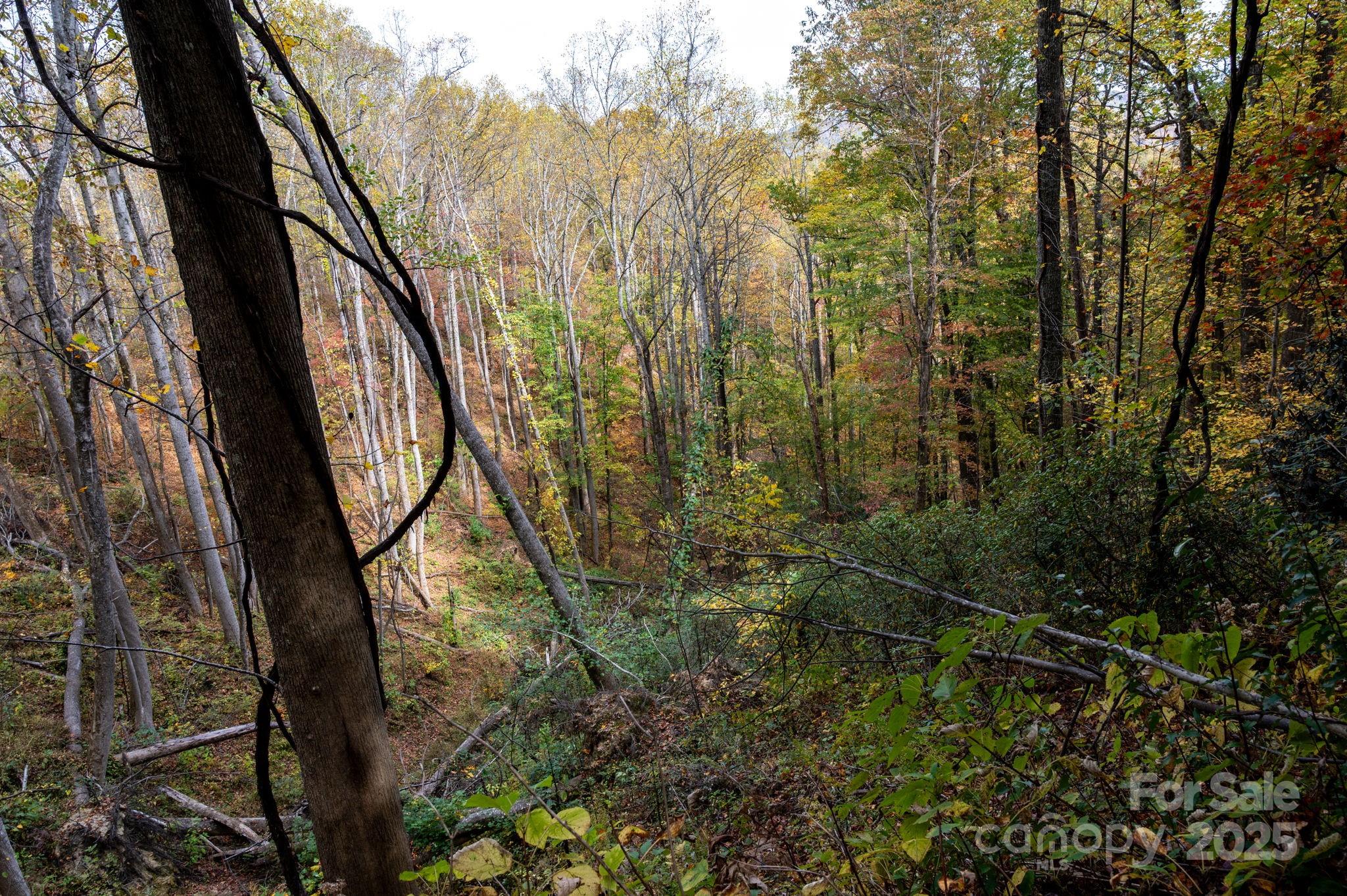 4 B Lower Flat Creek Road Hendersonville, NC 28792 - Photo 10 of 25 a view of a yard with a tree