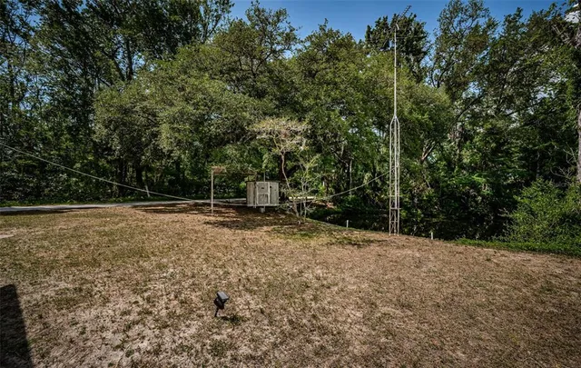 a view of a forest with a tree
