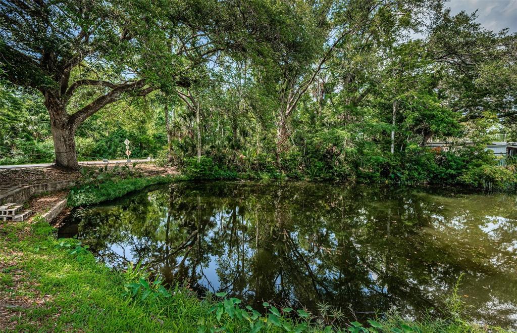 6423 Bass Road Weeki Wachee, FL 34607 - Photo 30 of 49 a view of a forest with a tree